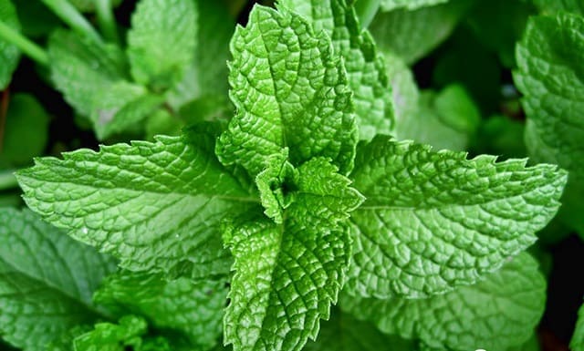 Trị hôi miệng bằng lá bạc hà