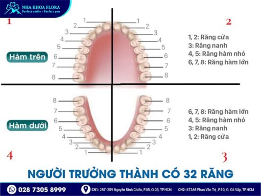 những điều cần biết về răng - ảnh 2
