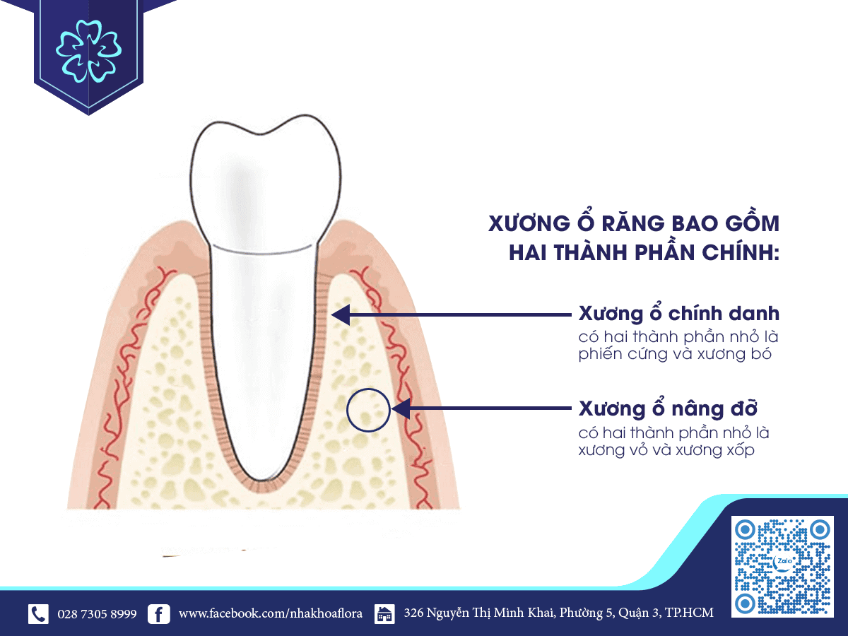 hai thành phần chính của xương ổ răng